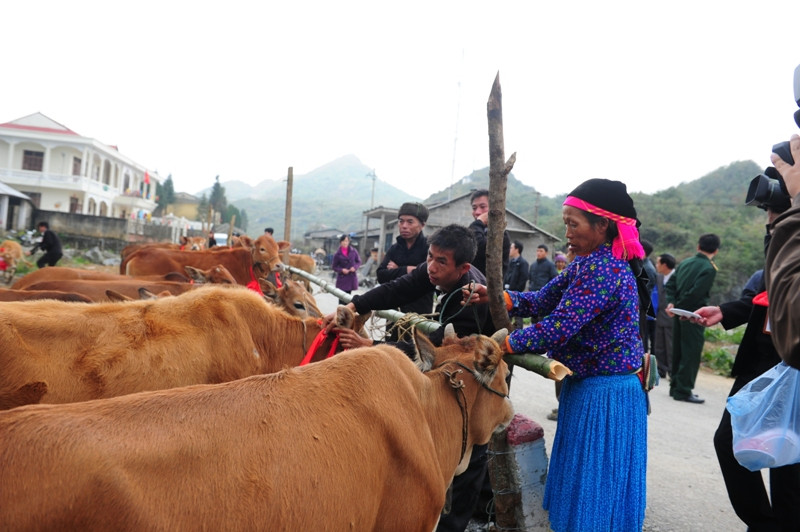 Bò giống giúp người dân xóa đói giảm nghèo.