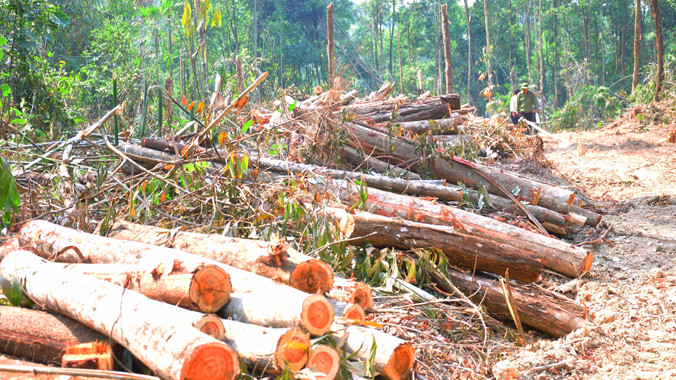 Rừng của Cty Trường Thành bị Cty Tân Phát chặt hạ