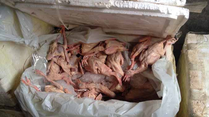 Chim bồ câu đã qua sơ chế đựng trong các thùng đông lạnh