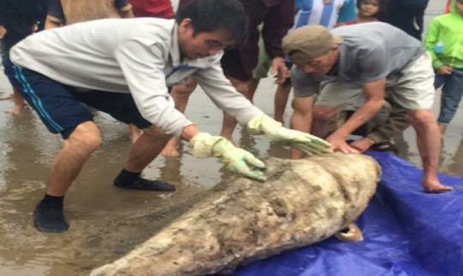 Người dân xã Kỳ Hà đưa cá heo đi chôn cất.