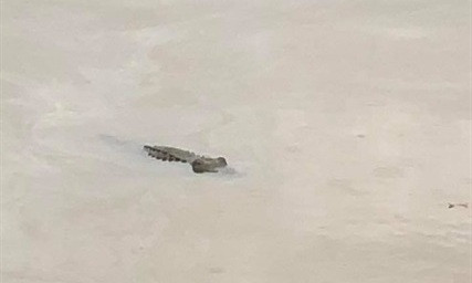 "Cá sấu" nổi trên sông khiến dân tình hoang mang.