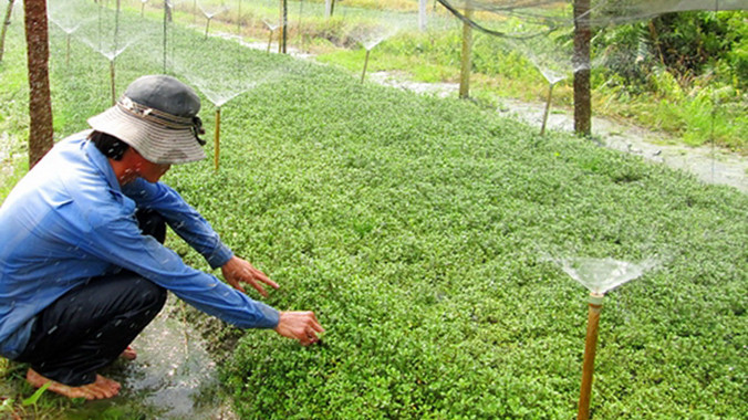 Xà lách xoong ở HTX Thuận An. Ảnh: Ngọc Huyền.