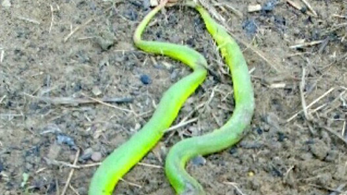 Hai con rắn lục đuôi đỏ hung dữ tấn công bà Bơi.
