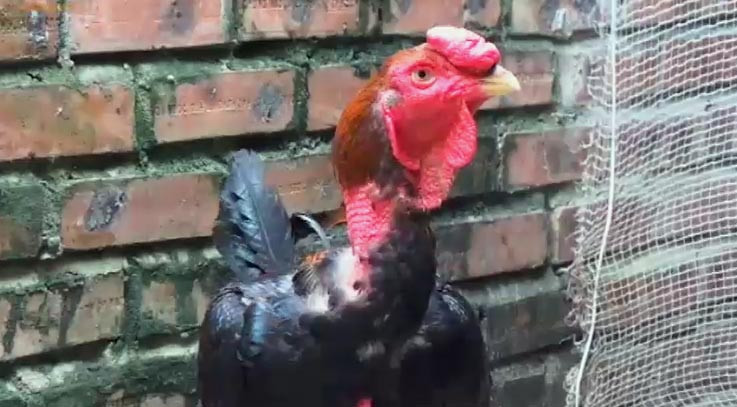 “Chúa của các loài gà” giá bạc triệu vì sao?