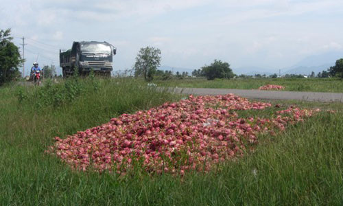 Thanh long đổ đầy đường ở Bình Thuận. Trung Quốc đưa ra 3 tiêu chuẩn mới cho trái thanh long: Trọng lượng trái phải đều, khoảng 3 trái một kg; vẩy thanh long phải tươi; màu sắc phải hồng (không xanh quá, không hồng quá). Chính vì những quy định khắt khe 