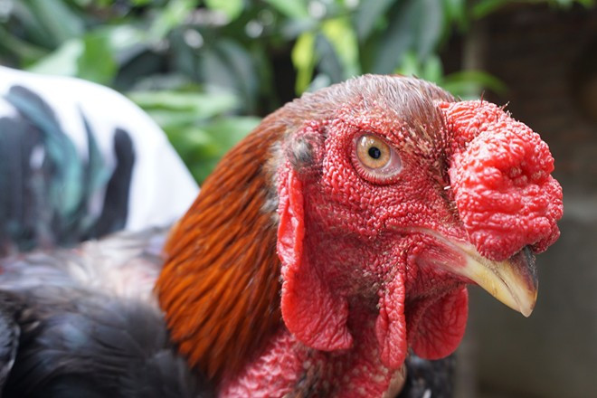 Cân nặng trung bình của một con gà Hồ khoảng 5 - 6 kg và có thể được định giá lên tới 3 triệu đồng nếu bán theo dạng gà thịt với mức 500.000 đồng/kg. Ảnh: Diệp Sa