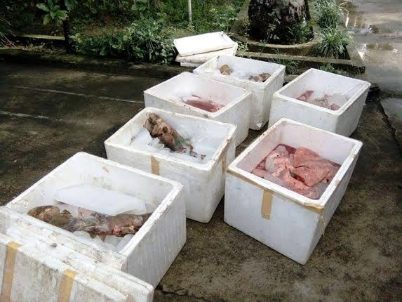 Số nội tạng động vật hôi thối phát hiện trên xe buýt.