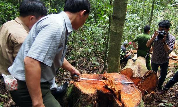 Lâm tặc xịt hơi cay kiểm lâm khi bị bắt quả tang phá rừng