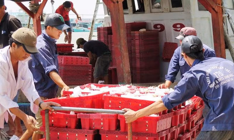 Bốc cá tại Cảng cá Sông Đốc đi các chợ đầu mối.