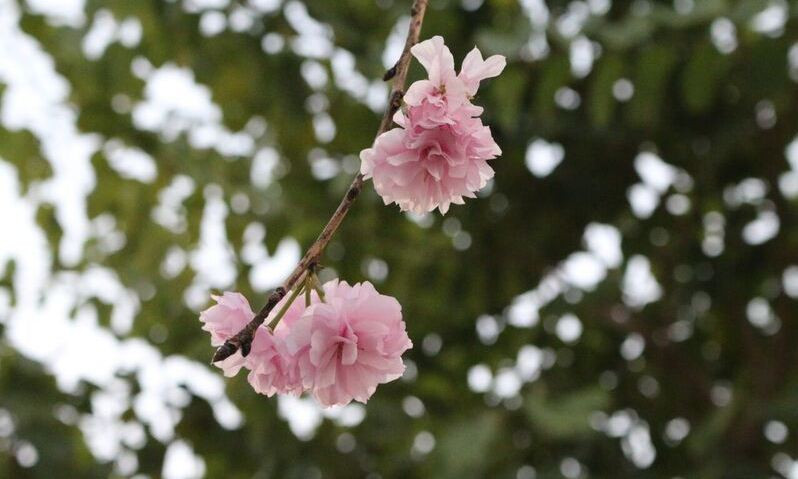 Hoa anh đào khoe sắc giữa lòng Hà Nội