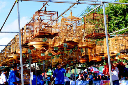 Các lồng chim được trưng bày tại hội thi