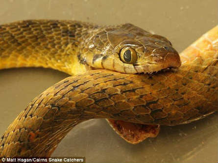 Rắn độc quằn quại tự tử bằng cách cắn chính mình