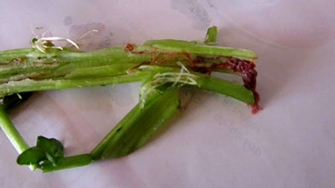 Hình ảnh chia sẻ trên mạng gây hoang mang cho người dân