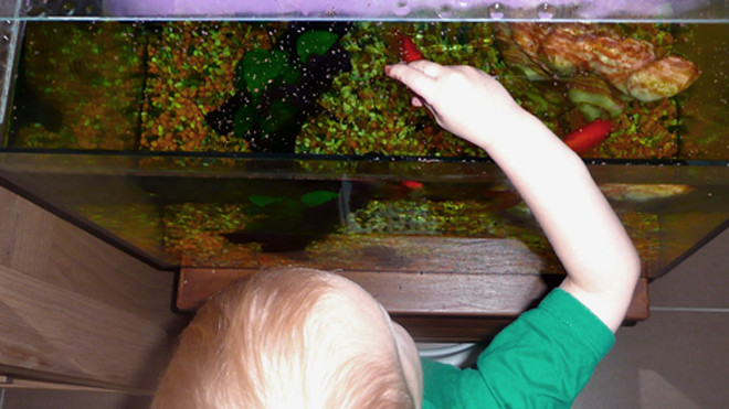 rẻ chồm lên bồn cho cá ăn dễ gặp nạn vì bồn đổ. Ảnh minh họa: Hwmtsori.com