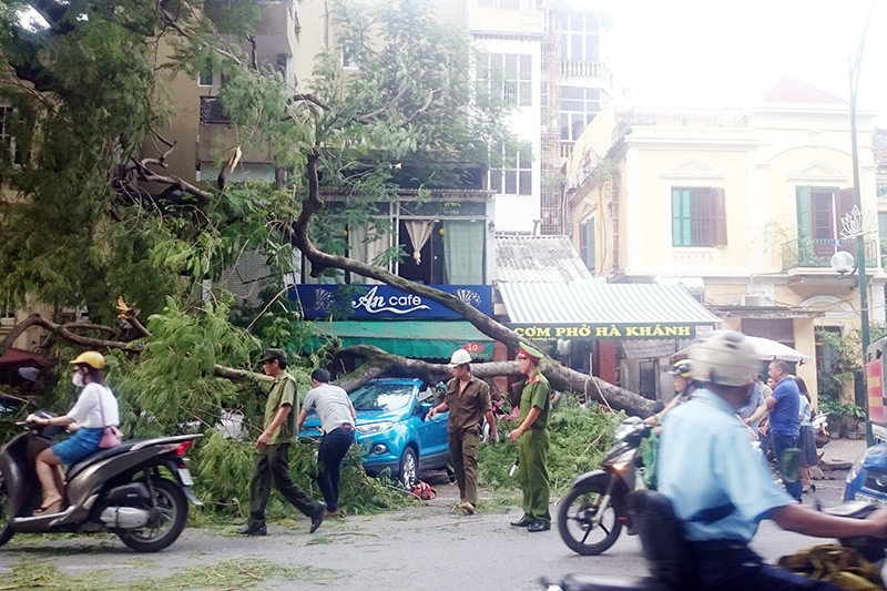 Cây phượng cổ thụ bị mục gốc bất ngờ gãy đổ lên nhiều chiếc xe ô tô đang đỗ trước số 8 phố Lý Thường Kiệt (Hà Nội). 