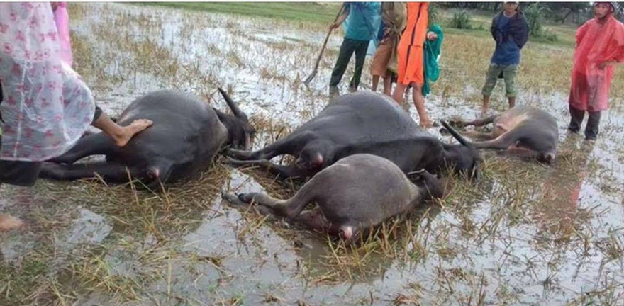 Đàn trâu của ông Dũng bị sét đánh chết trên đồi cát. Ảnh: T.L.