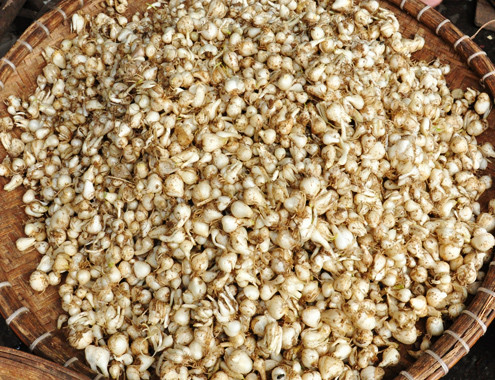 Củ nén được bán nhiều ở chợ Quảng Ngãi. Ảnh: Trí Tín.