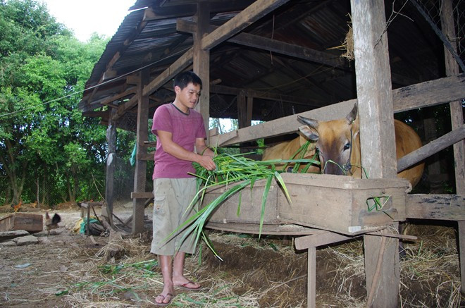 Hiếu tự tay trồng cỏ nuôi bò. 