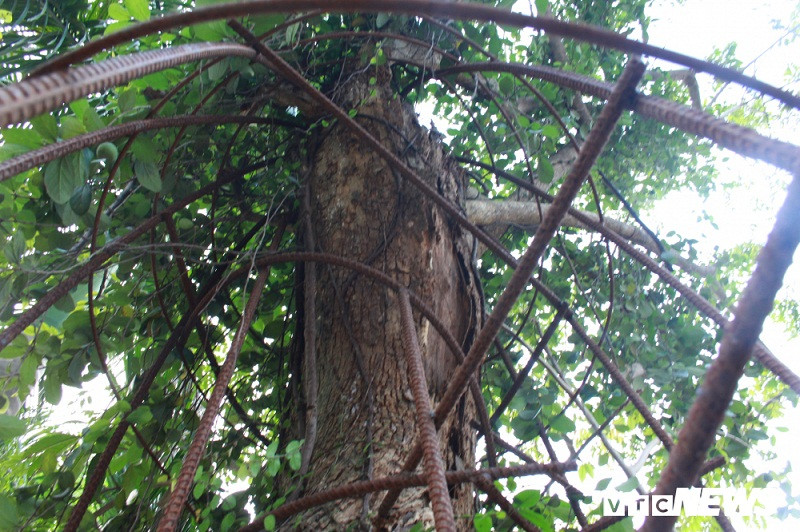 Cây sưa được bảo vệ bằng hàng rào thép. Ảnh: VTC