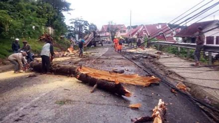 Hiện trường cây bị ngã đổ