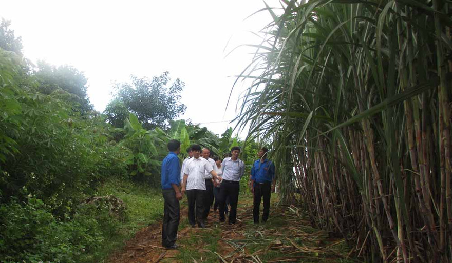 : Mô hình trồng mía nguyên liệu của hộ gia đình thanh niên tại Làng thanh niên lập nghiệp Sông Chàng, xã Xuân Hòa, huyện Như Xuân (Thanh Hóa). Ảnh: Hoàng Lam