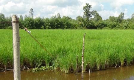 Mặc dù liên tiếp xảy ra tai nạn chết người vì bẫy chuột bằng điện, nhưng những hình ảnh dây điện kéo ra đồng như thế này vẫn thường xuyên xuất hiện ở nhiều vùng quê.