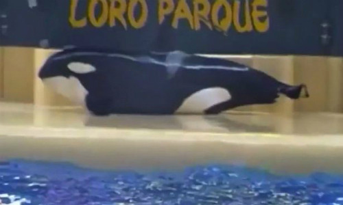 Cá voi sát thủ lên bờ nằm im tới hơn 10 phút. Ảnh: Mirror.