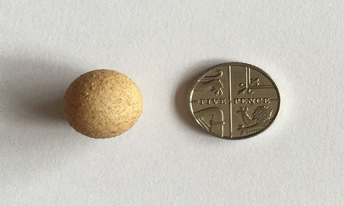 Quả trứng gà có kích thước bé hơn đồng xu. Ảnh: SWNS.