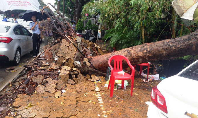 Cây xà cừ có đường kính 50cm bị gió quật ngã.