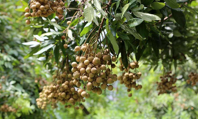 Ảnh minh họa: Internet.