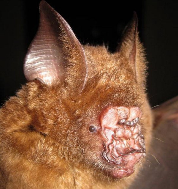 Loài dơi Grifin mũi lá. (Nguồn: AFP) 