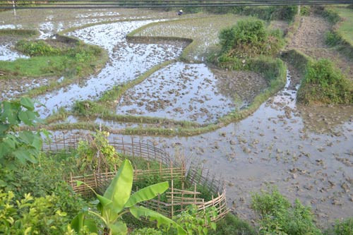 Khu ruộng trước đây từng cho là nhiều vàng. 