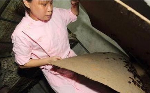 Người phụ nữ nuôi 100.000 con gián như con