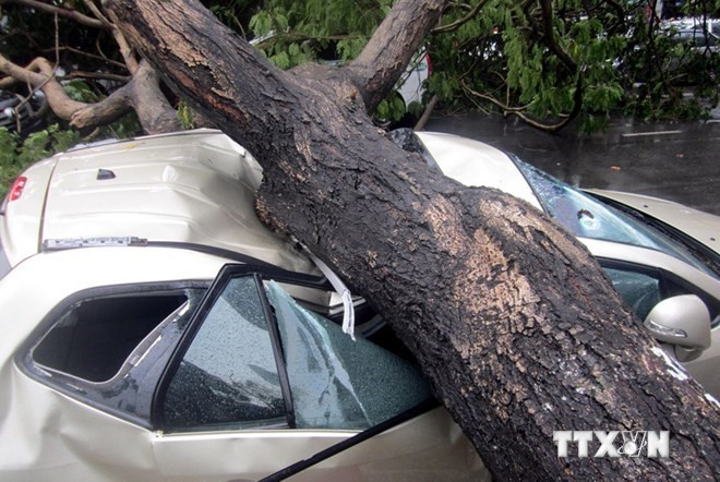 Cây lim cổ thụ trên đường Lê Lợi (Quận 1) bật gốc đè lên bốn xe ôtô hôm 28/5. (Nguồn: TTXVN) 