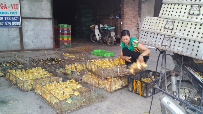 Nỗi lo gia cầm gốc Trung Quốc mang theo dịch cúm bán lẫn tại chợ con giống Đại Xuyên. Ảnh: Phạm Anh