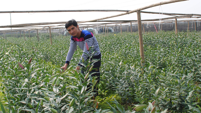 Trồng hoa ly tại huyện Đan Phượng, Hà Nội