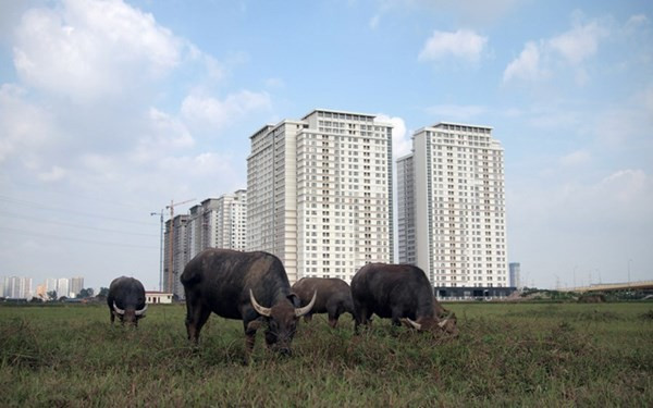 Năm 2010, sau khi bôn ba từ Nam ra Bắc, anh Thiện mạnh dạn đầu tư số tiền lớn vào mô hình chăn nuôi trâu ngay trên quê hương mình.