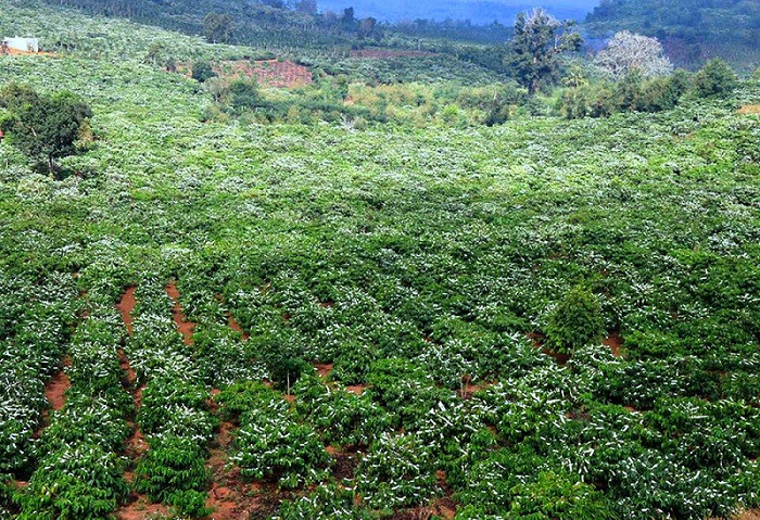 Hoa cà phê dệt lên thảm trắng bồng bềnh trên khắp các triền đồi, vườn, rẫy