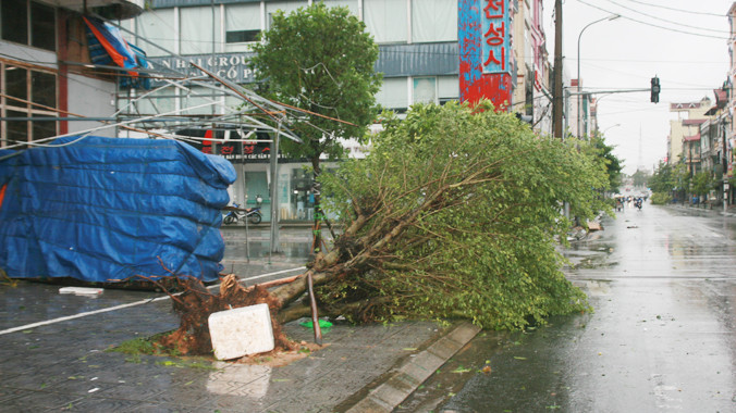 Nhiều cây lớn ở TP Móng Cái bị bật gốc và gió giật trên cấp 12