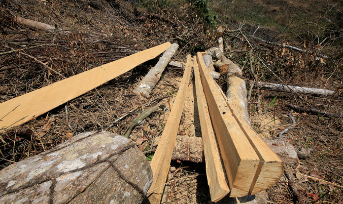 Một vụ phá rừng ở huyện Lâm Hà, Lâm Đồng.