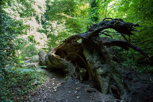 Một phát ngôn viên cảnh sát cho biết cây đổ một cách tự nhiên. Ảnh: Alan Simpson.