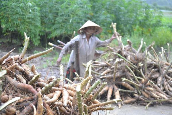Người dân Quảng Nam thu gom hoa màu trước khi bão đổ bộ