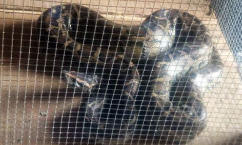 Con trăn cái 30 kg được ông Phước bỏ vào chuồng nuôi. Ảnh: Hoàng Nam/VnExpress