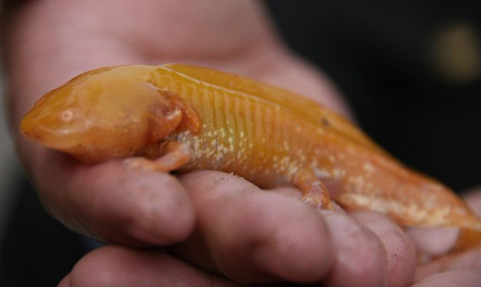 Mục kích 'khủng long vàng' kỳ dị sa lưới ngư dân