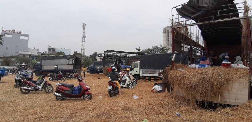 Người Sài Gòn 'giải cứu dưa' giúp nông dân Bình Định