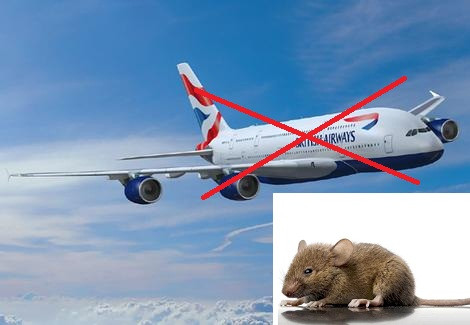 Hoãn bay nhiều giờ chỉ vì một ... con chuột