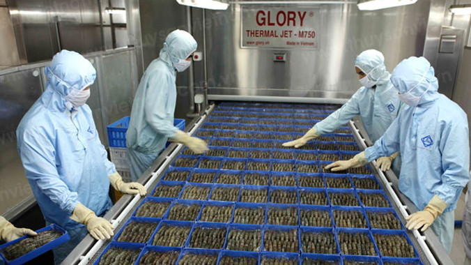 Chế biến tôm xuất khẩu. 