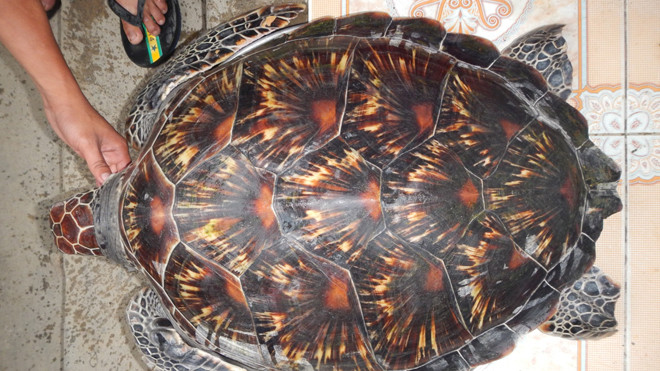 Đồi mồi bơi lạc vào vùng đầm phá