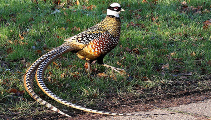 Những loại gia cầm 'bạc triệu' được săn tìm dịp Tết