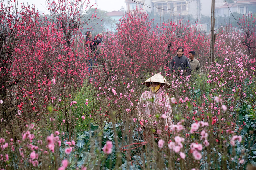 Vườn đào Nhật Tân bị nhuộm đỏ bởi màu hoa đào nở, người dân bắt đầu đến vườn chọn về những cành đào nở sớm.